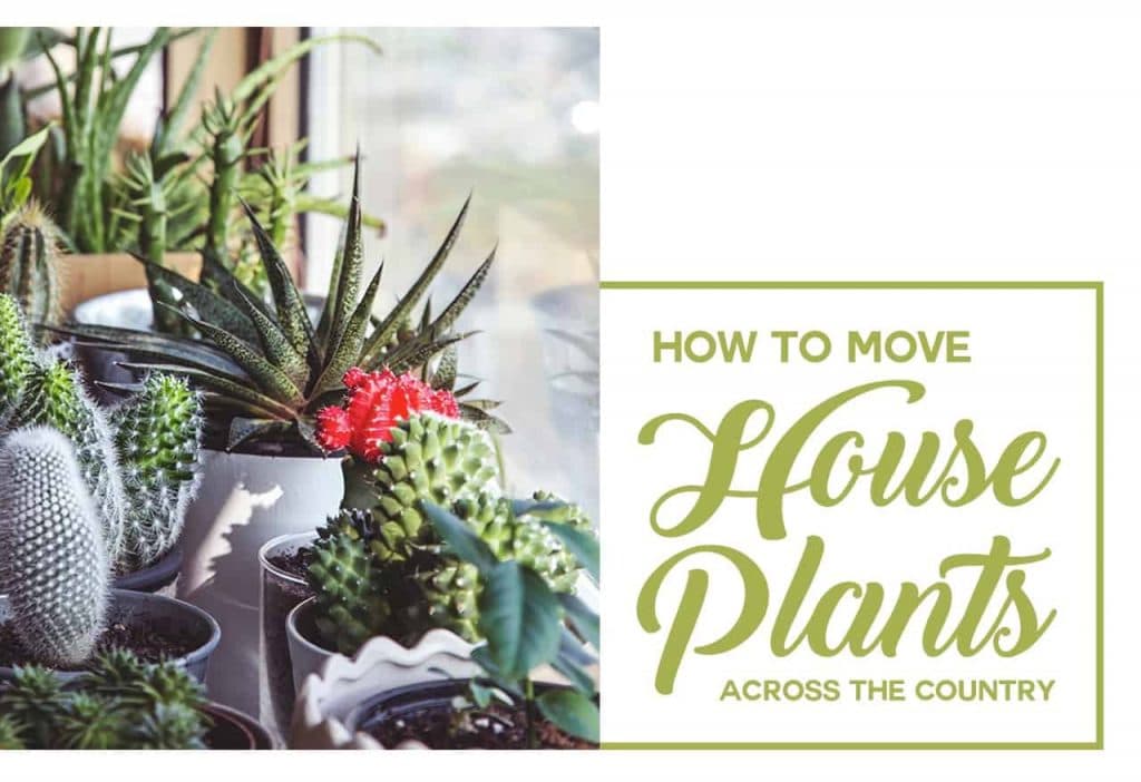 How to Move House Plants Across the Country background image