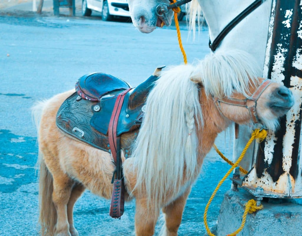 He's Got a Burr Under His Saddle