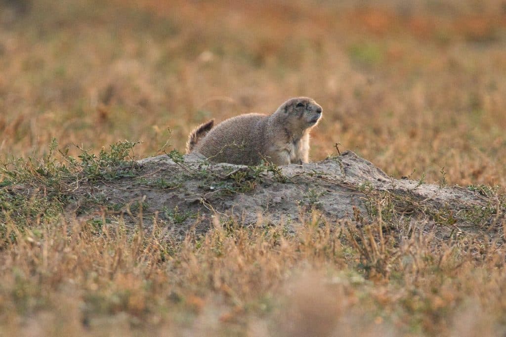 Prairie Dog