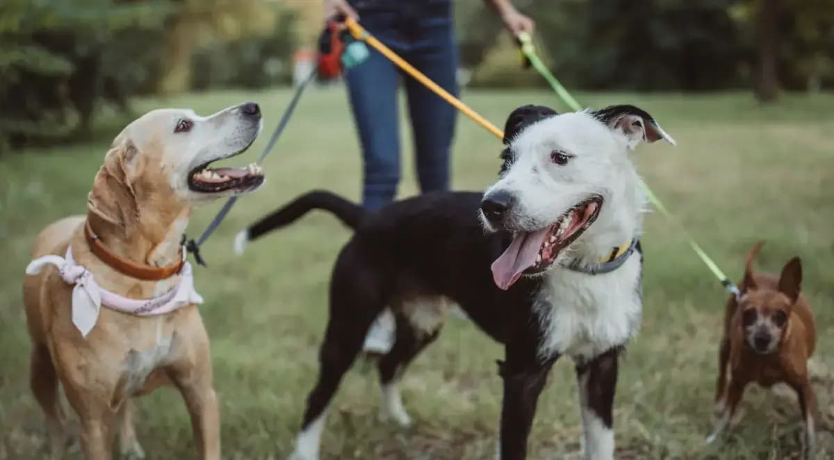 Pet-friendly neighborhoods background image